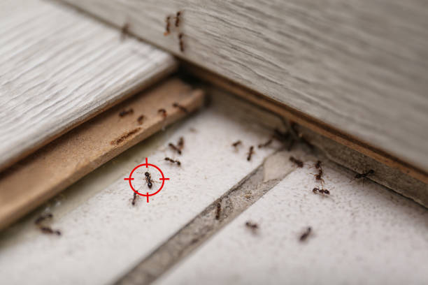 Pest Control for Restaurants in Algonquin, IL