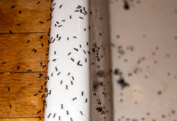 Best Termite Control Services  in Algonquin, IL