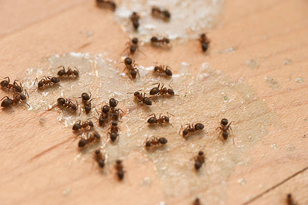 Best Residential Pest Control  in Algonquin, IL