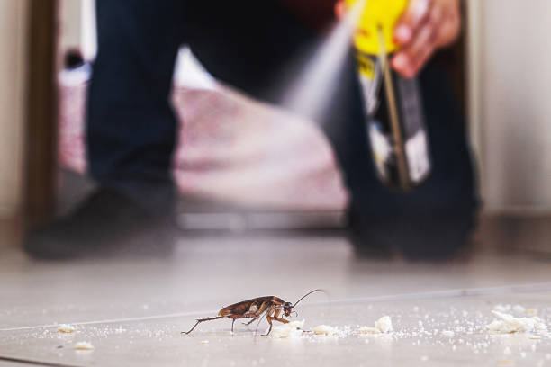 Best Termite Control Services  in Algonquin, IL