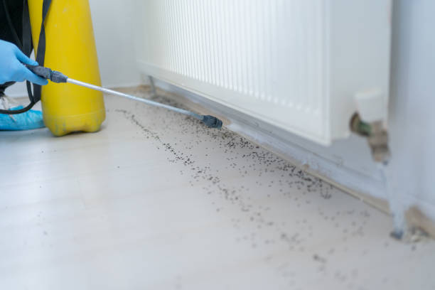 Best Bed Bug Extermination  in Algonquin, IL